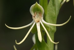 Habenaria quinqueseta