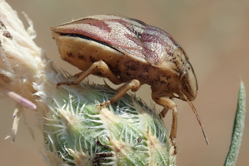 Large purple streaked shieldbug