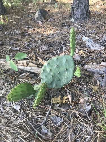 Image of Opuntia nemoralis by (c) Brandon Corder, some rights reserved (CC BY)