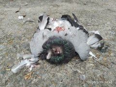 Columba livia domestica