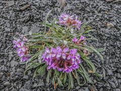 Erysimum pallasii