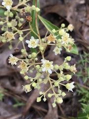 Geobalanus oblongifolius, photograph Brandon Corder, CC BY, iNaturalist via GBIF