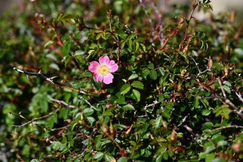 Mediterranean rose (Rosa serafinii)