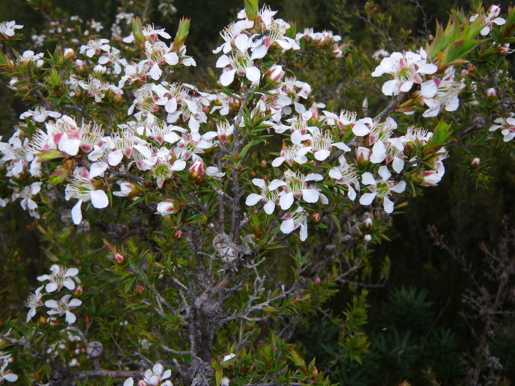 Stiff Tea Tree (Leptospermum arachnoides)