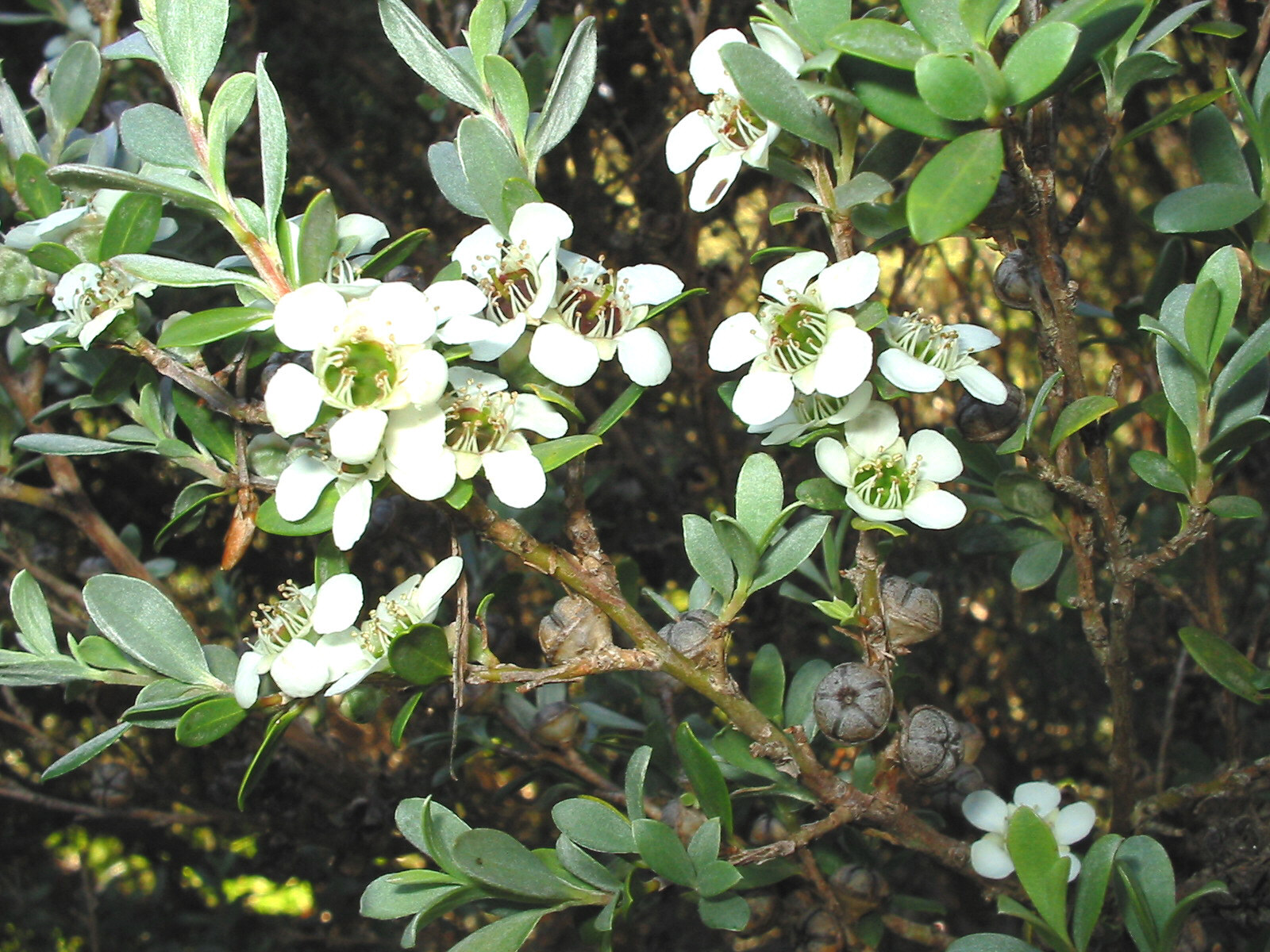 Leptospermum argenteum
