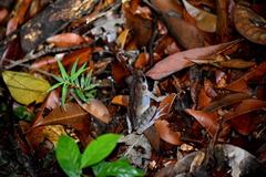 Pulchrana baramica