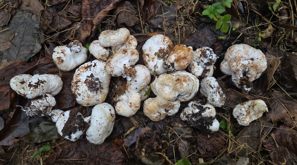 Entoloma abortivum · November 2025 · photo: © benfungi (iNaturalist, cc-by)