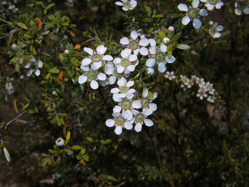Slender Teatree (Gaudium brevipes)