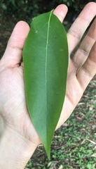 Nectandra turbacensis