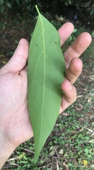 Nectandra turbacensis