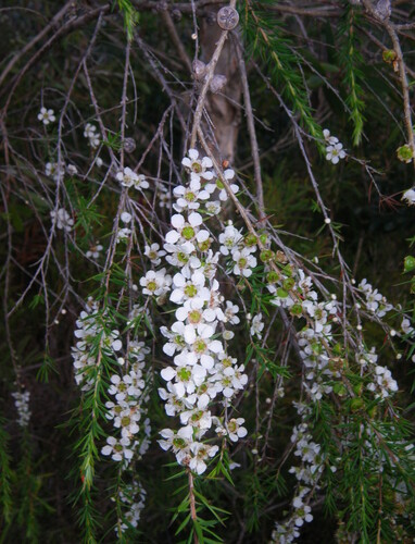 prickly tea tree (Leptospermum juniperinum)