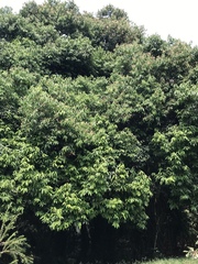 Nectandra turbacensis