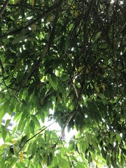 Nectandra turbacensis