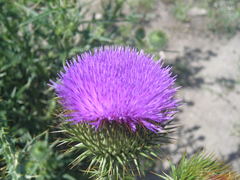 Cirsium serrulatum