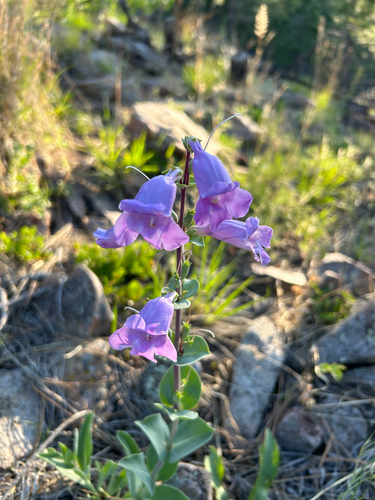 large-flowered beardtongue (Penstemon grandiflorus)