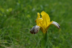 Iris variegata