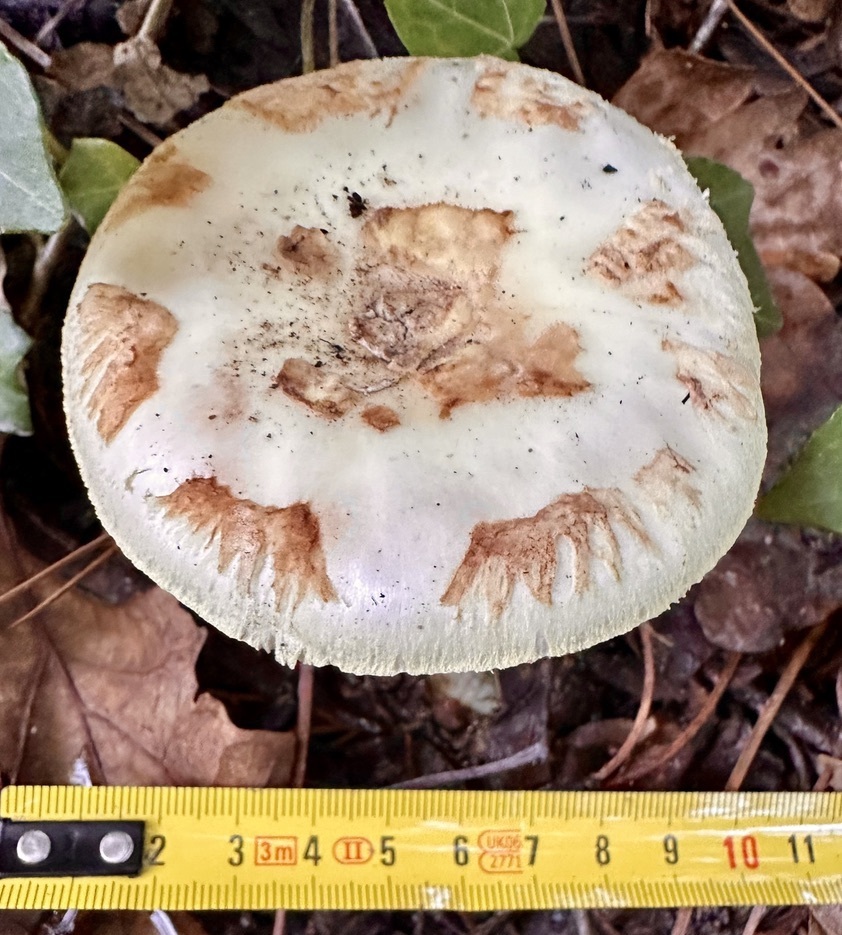 Amanita citrina · November 2025 · photo: © ruir1963 (iNaturalist, cc-by)