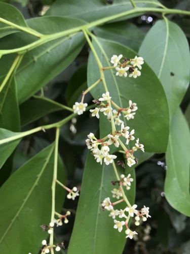 Laurel-Amarillo (Nectandra turbacensis)