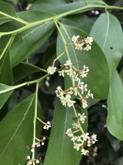 Nectandra turbacensis