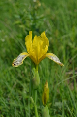 Iris variegata