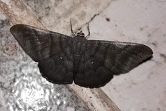 Sphacelodes vulneraria