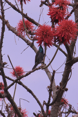 Cyanomitra verticalis