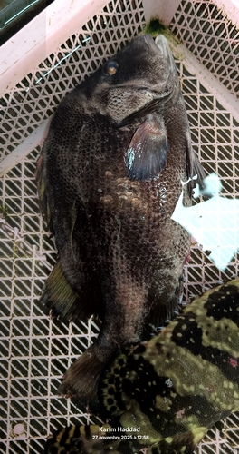 Hapalogenys nigripinnis observed 2025-11-27