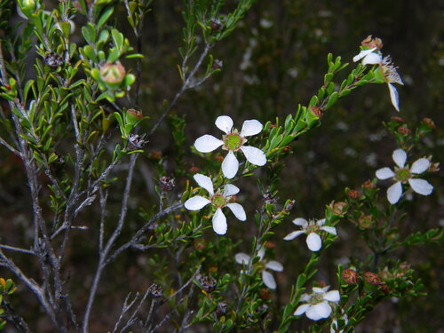 Small-leaf Tea-tree (Gaudium parvifolium)