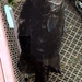 ヒゲソリダイ