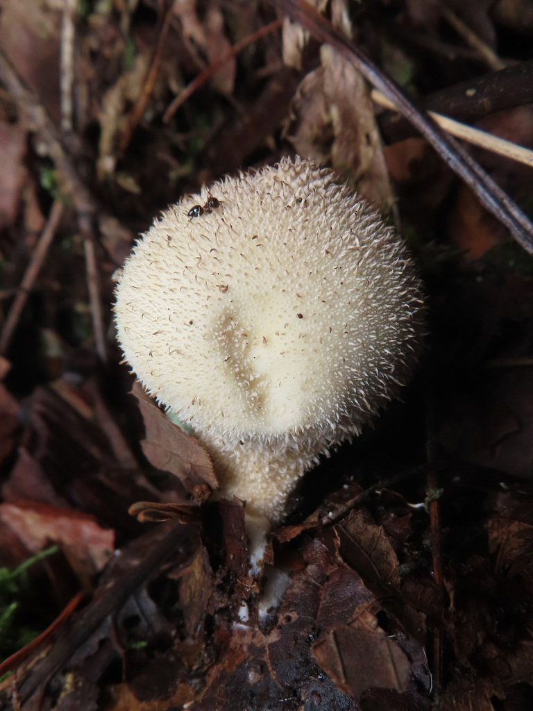 Lycoperdon perlatum · October 2025 · photo: © timur_kalininsky (iNaturalist, cc-by)