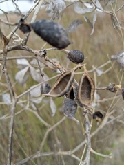 Baptisia bracteata laevicaulis