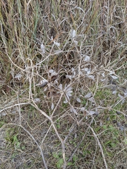 Baptisia bracteata laevicaulis