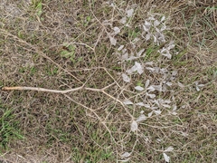 Baptisia bracteata laevicaulis