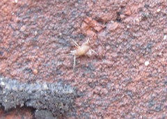 Myrmecophilus pergandei
