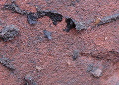 Myrmecophilus pergandei