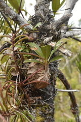 Myrmecodia tuberosa