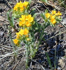 Lithospermum caroliniense
