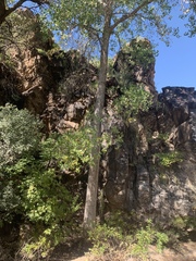 Populus deltoides wislizenii