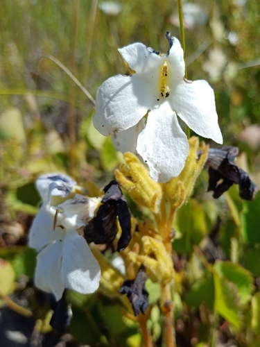 Harveya capensis, photograph 4