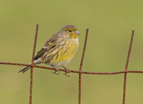 Serin des Canaries