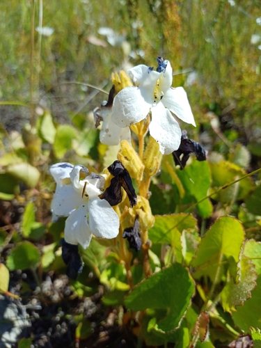 Harveya capensis, photograph 5