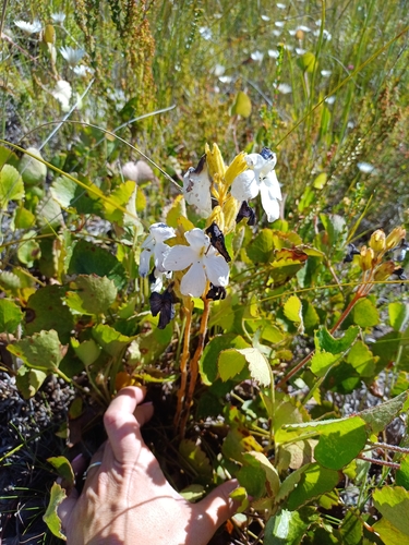Harveya capensis, photograph 6