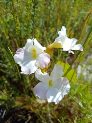 Harveya capensis, photograph (c) Martjie Fia Fourie, some rights reserved (CC BY)