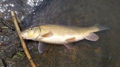 Moxostoma erythrurum