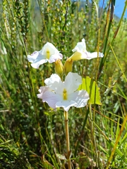 Harveya capensis, photograph (c) Martjie Fia Fourie, some rights reserved (CC BY)