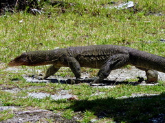 Varanus indicus
