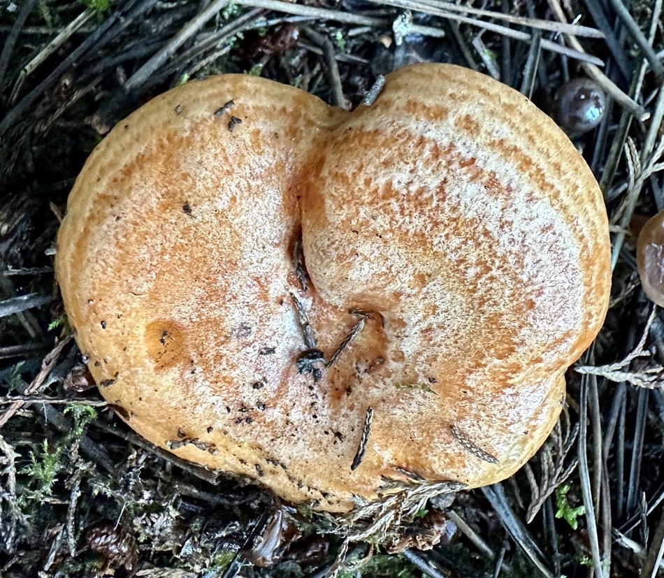 Lactarius deliciosus · November 2025 · photo: © ruir1963 (iNaturalist, cc-by)