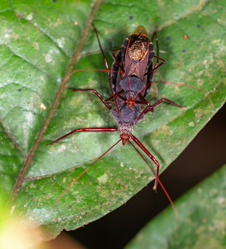 Montina ruficornis