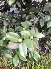 Phyllosticta camelliae