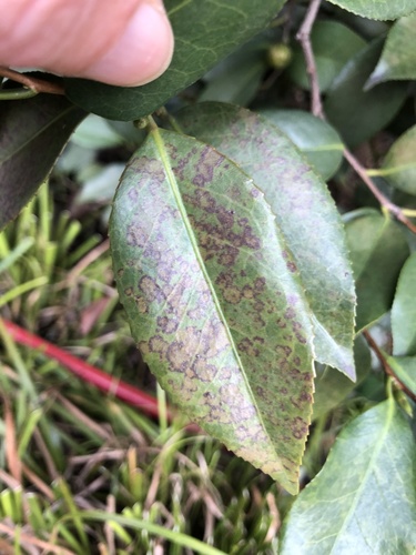 Representative image of Phyllostictaceae